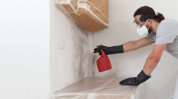 Professional Basement Mold Remediation technician working in Largo, FL